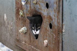 Gatto randagio di Minsk