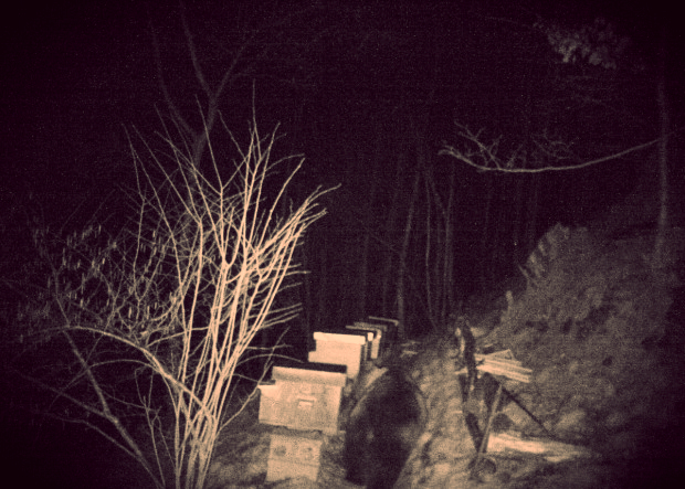 orso-lecco-telecamere-foto-apicoltore