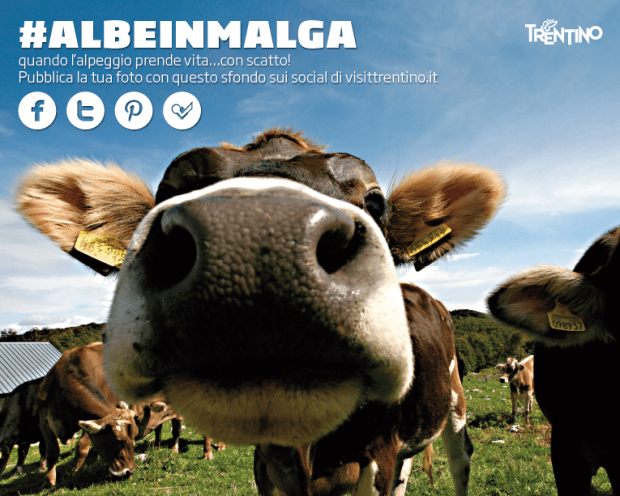 albeinmalga